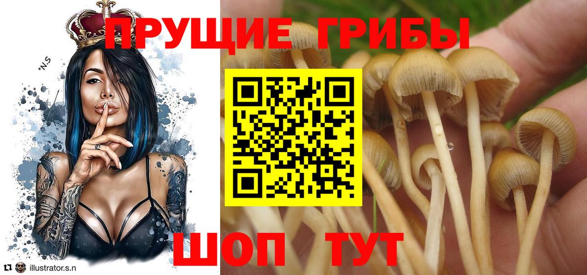 Галлюциногенные грибы Psilocybine cubensis Новочебоксарск